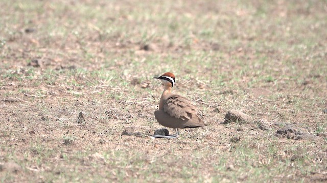 běhulík rezavoprsý - ML644514773