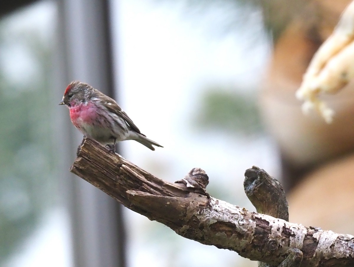 Redpoll (Hoary) - ML644514775