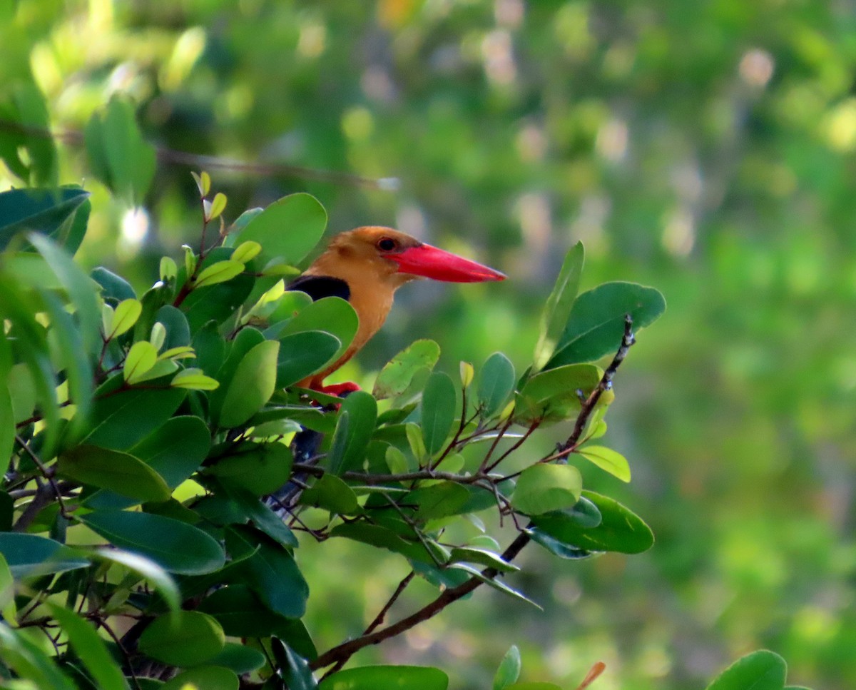 Brown-winged Kingfisher - ML644514778