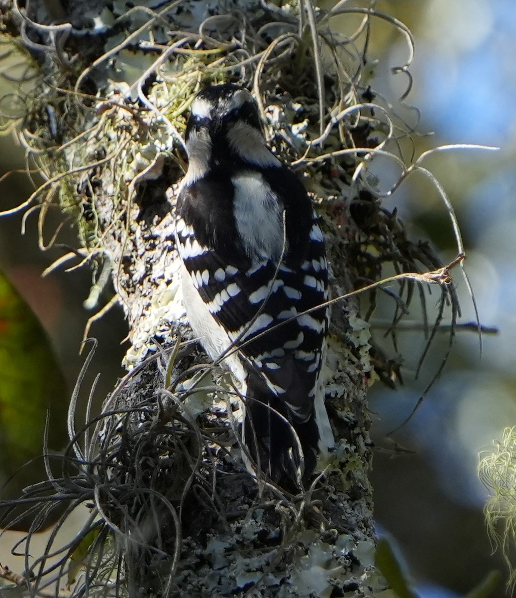 Pico Pubescente - ML644514785