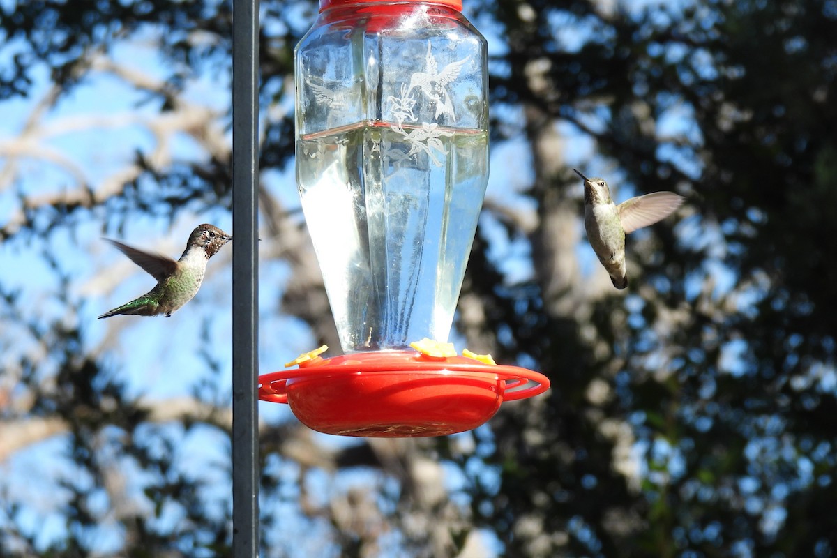 アンナハチドリ - ML644514788