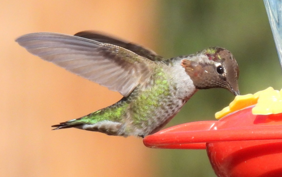 アンナハチドリ - ML644514789