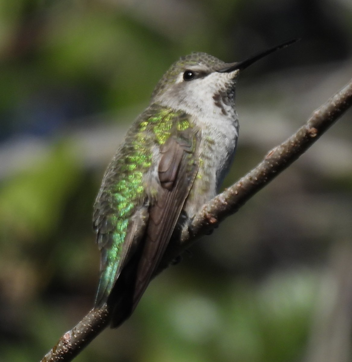 アンナハチドリ - ML644514790