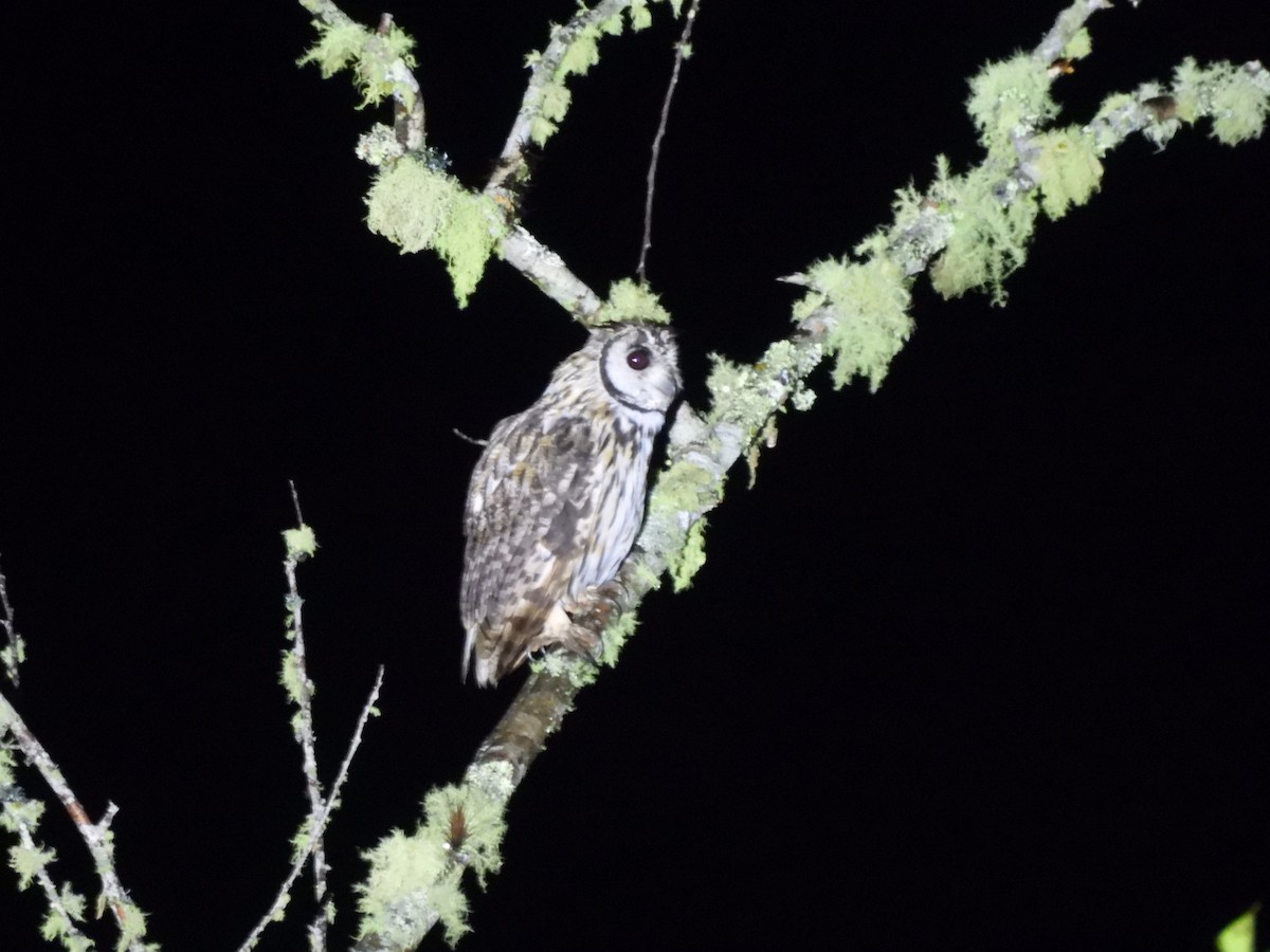 Striped Owl - ML644514791