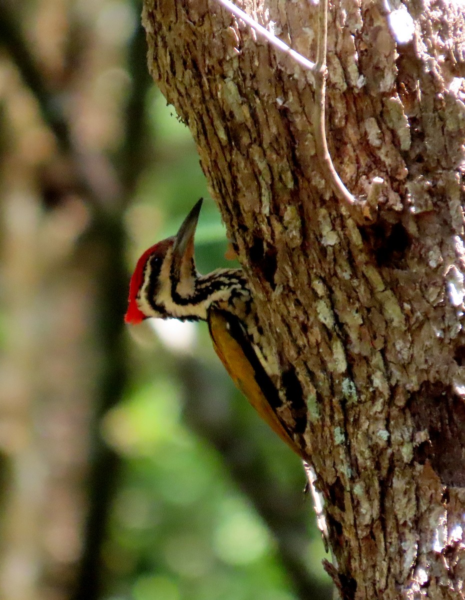 Common Flameback - ML644514805