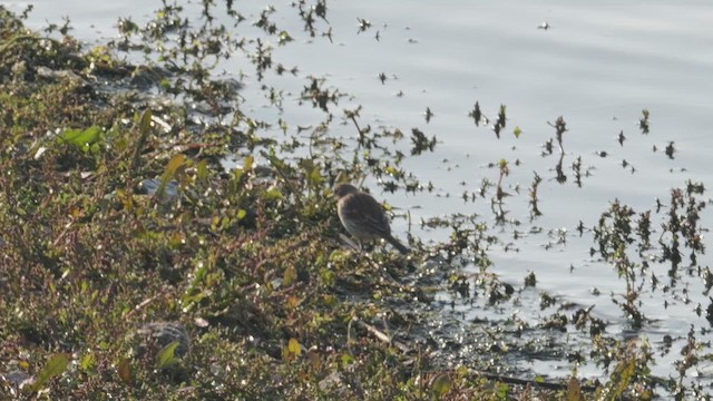 linduška horská - ML644514806