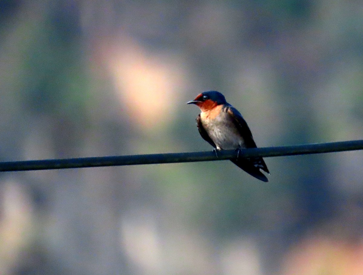 洋燕 - ML644514810