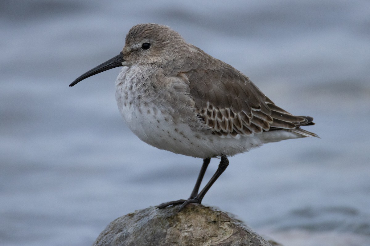 Dunlin - ML644514816