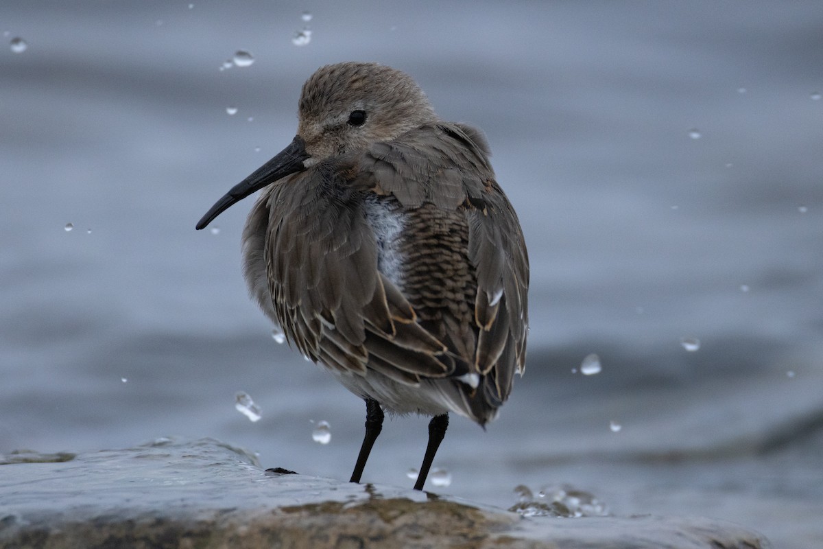 Txirri arrunta - ML644514817