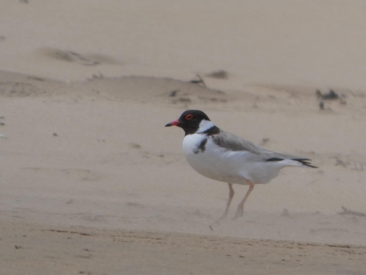 Hooded Plover - ML644514829