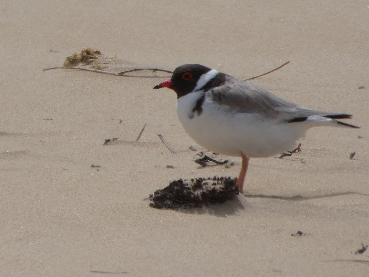 Hooded Plover - ML644514830