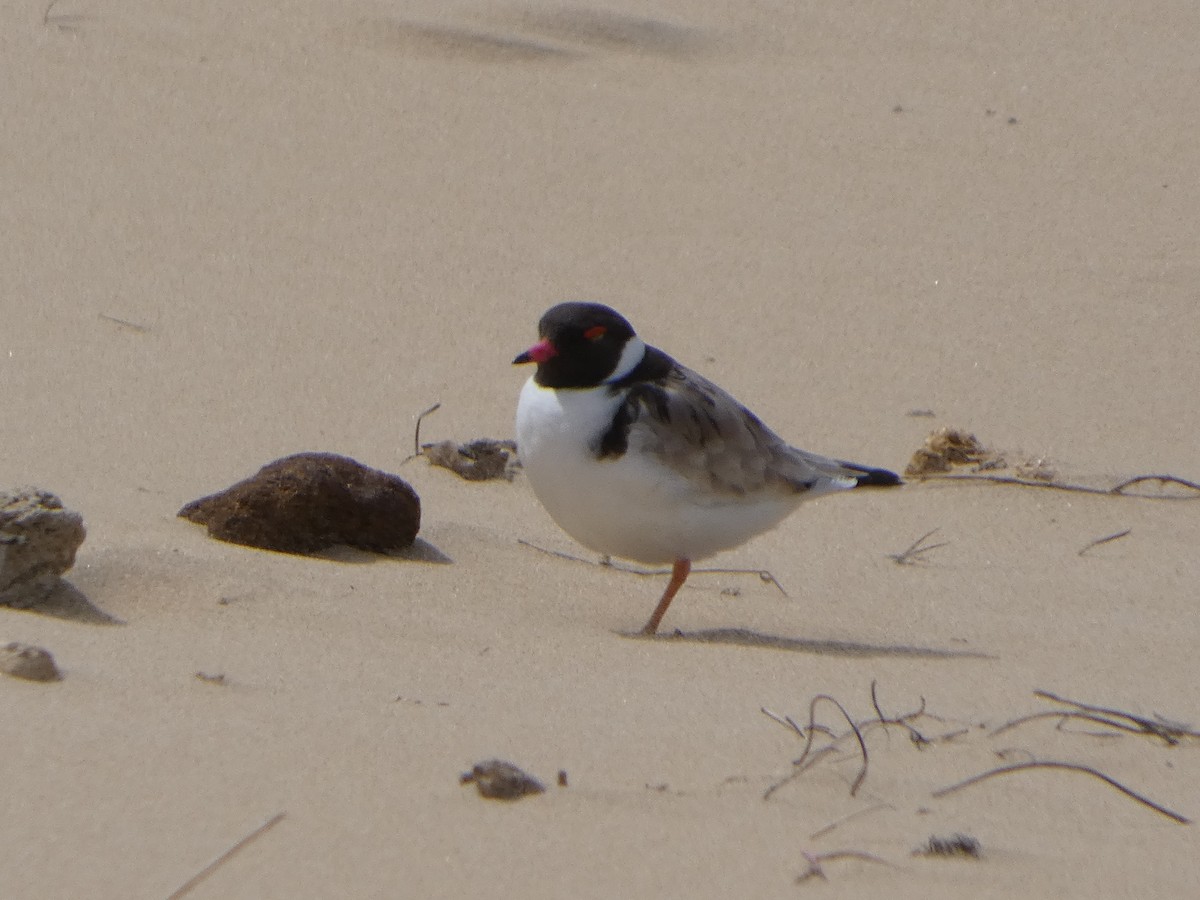 Hooded Plover - ML644514831