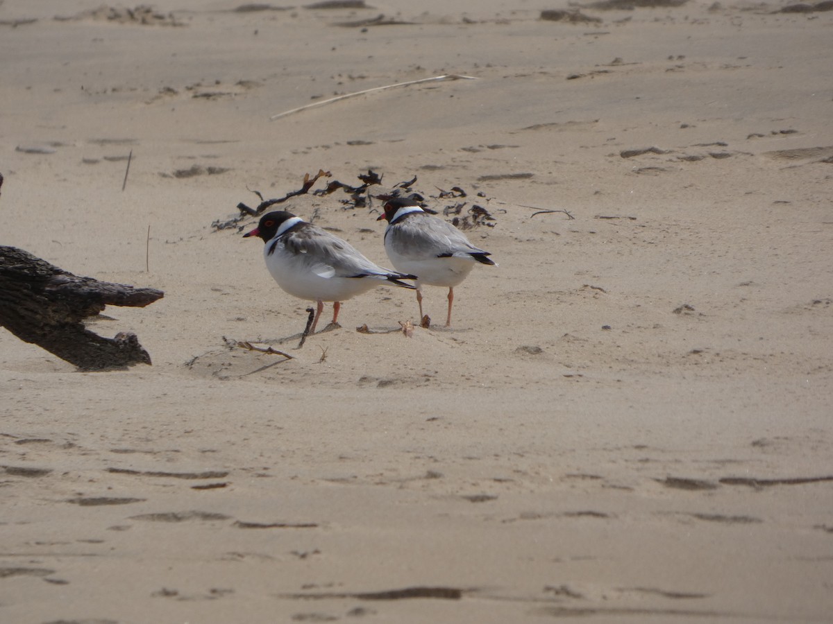 Hooded Plover - ML644514833