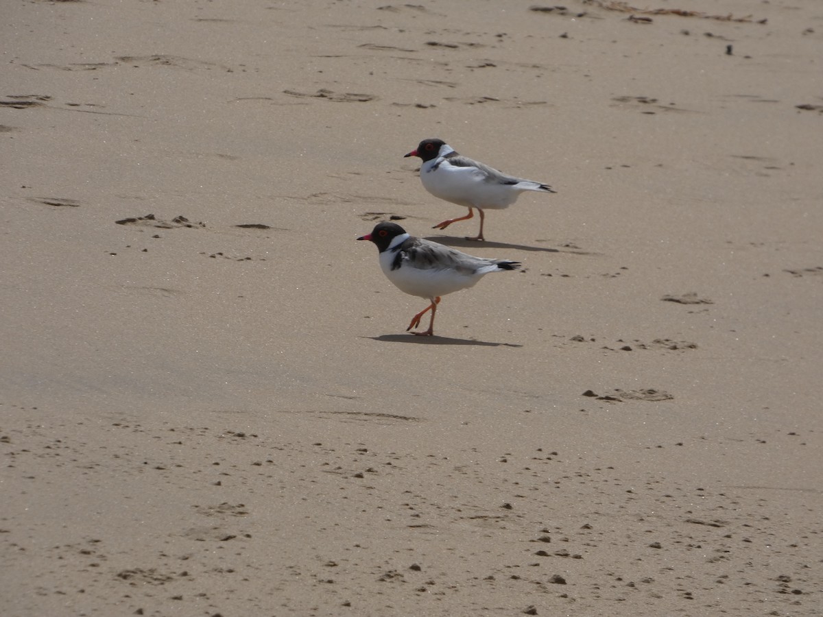 Hooded Plover - ML644514834