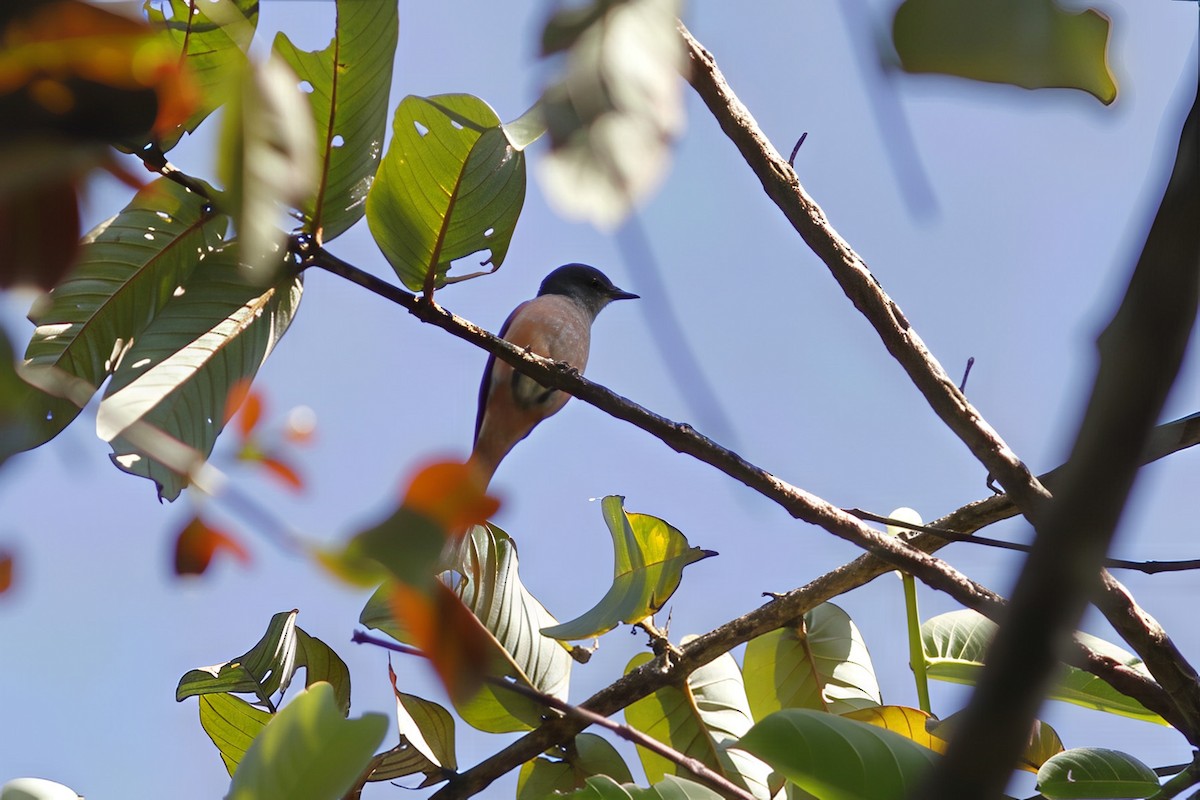 Gray-chinned Minivet - ML644514837