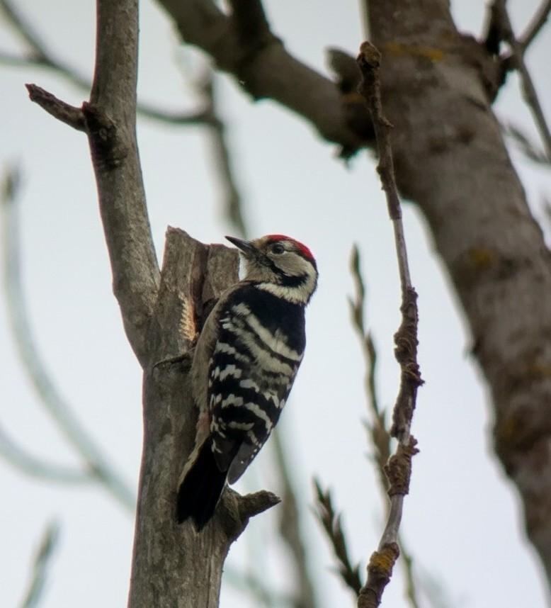 Okil txikia - ML644514838