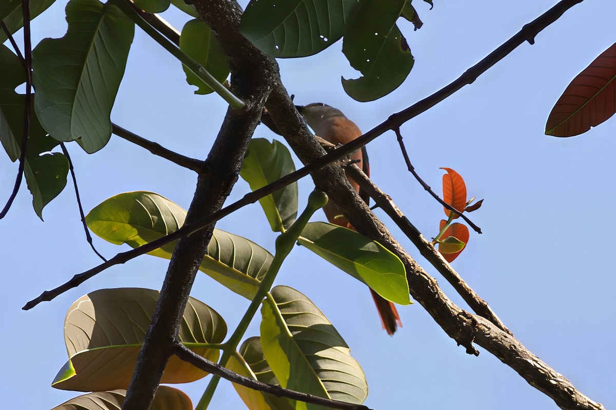 Gray-chinned Minivet - ML644514839