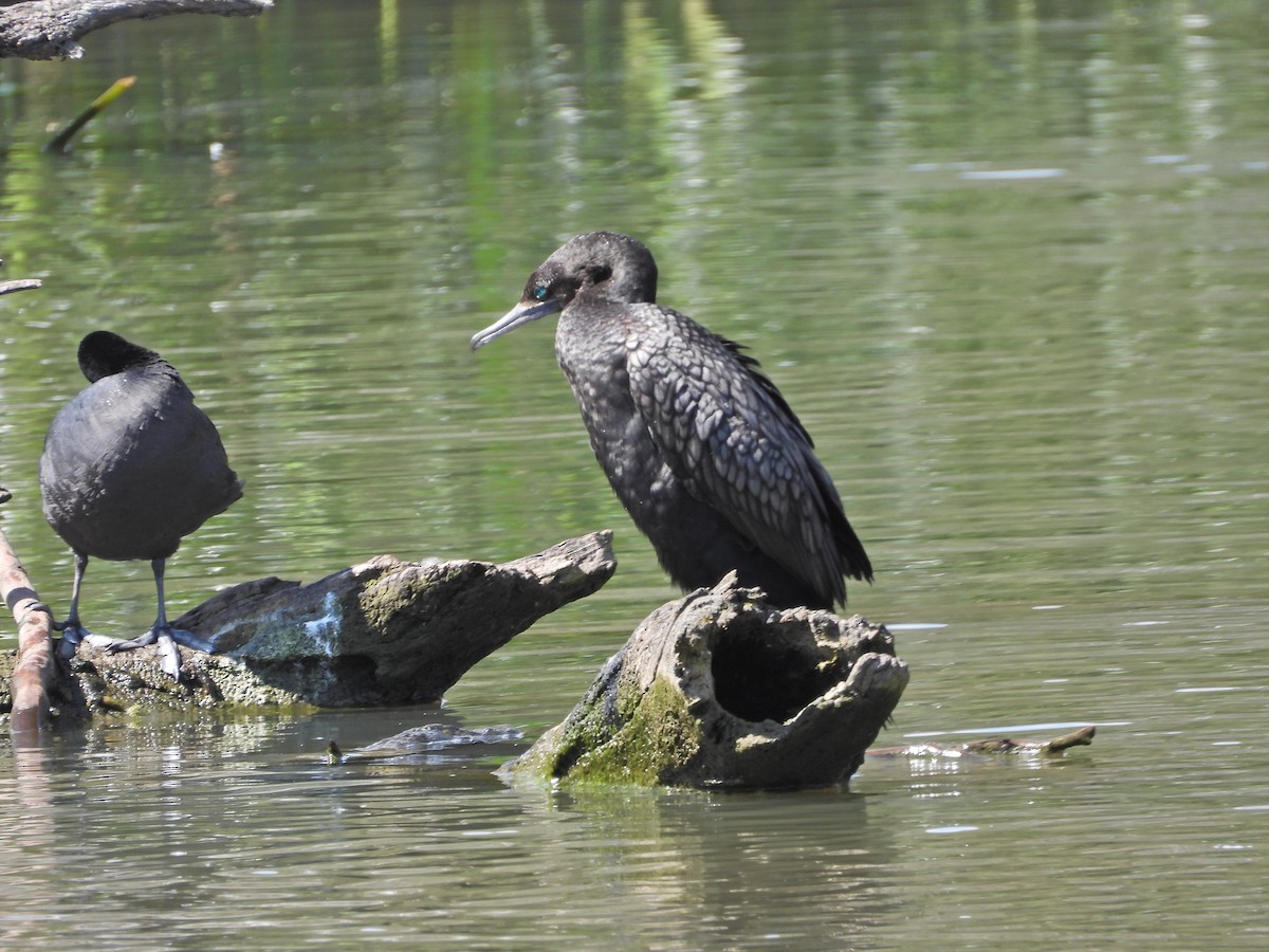 Little Black Cormorant - ML644514840