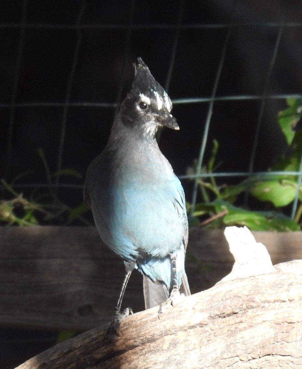 Steller's Jay - ML644514841