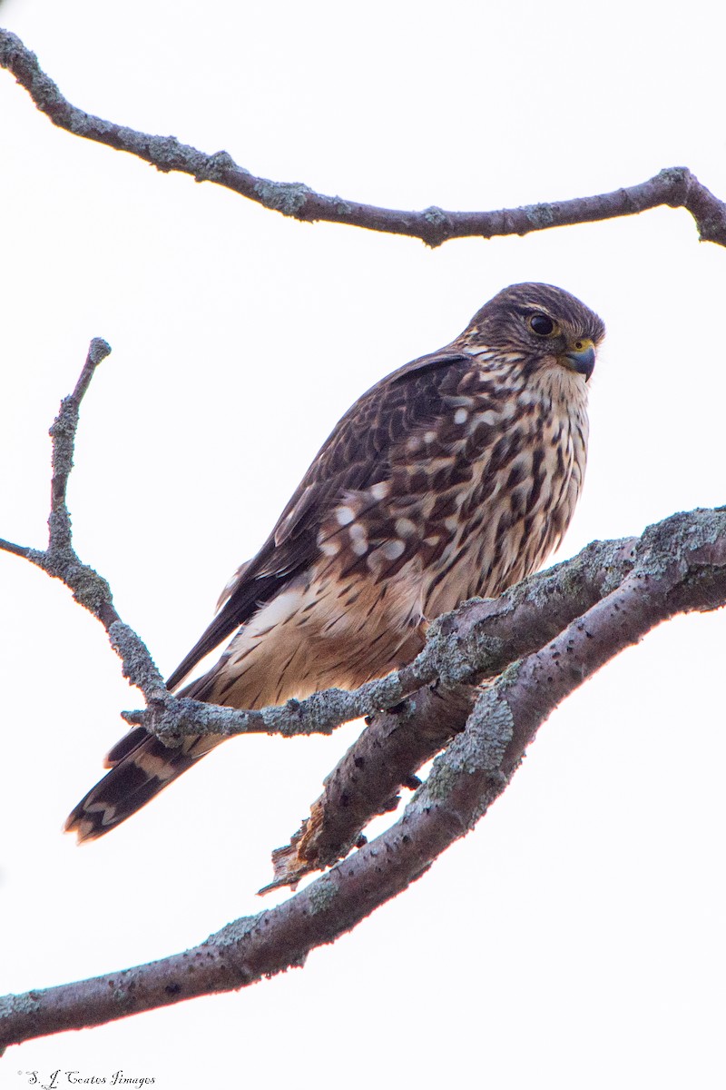 Belatz txikia - ML644514842