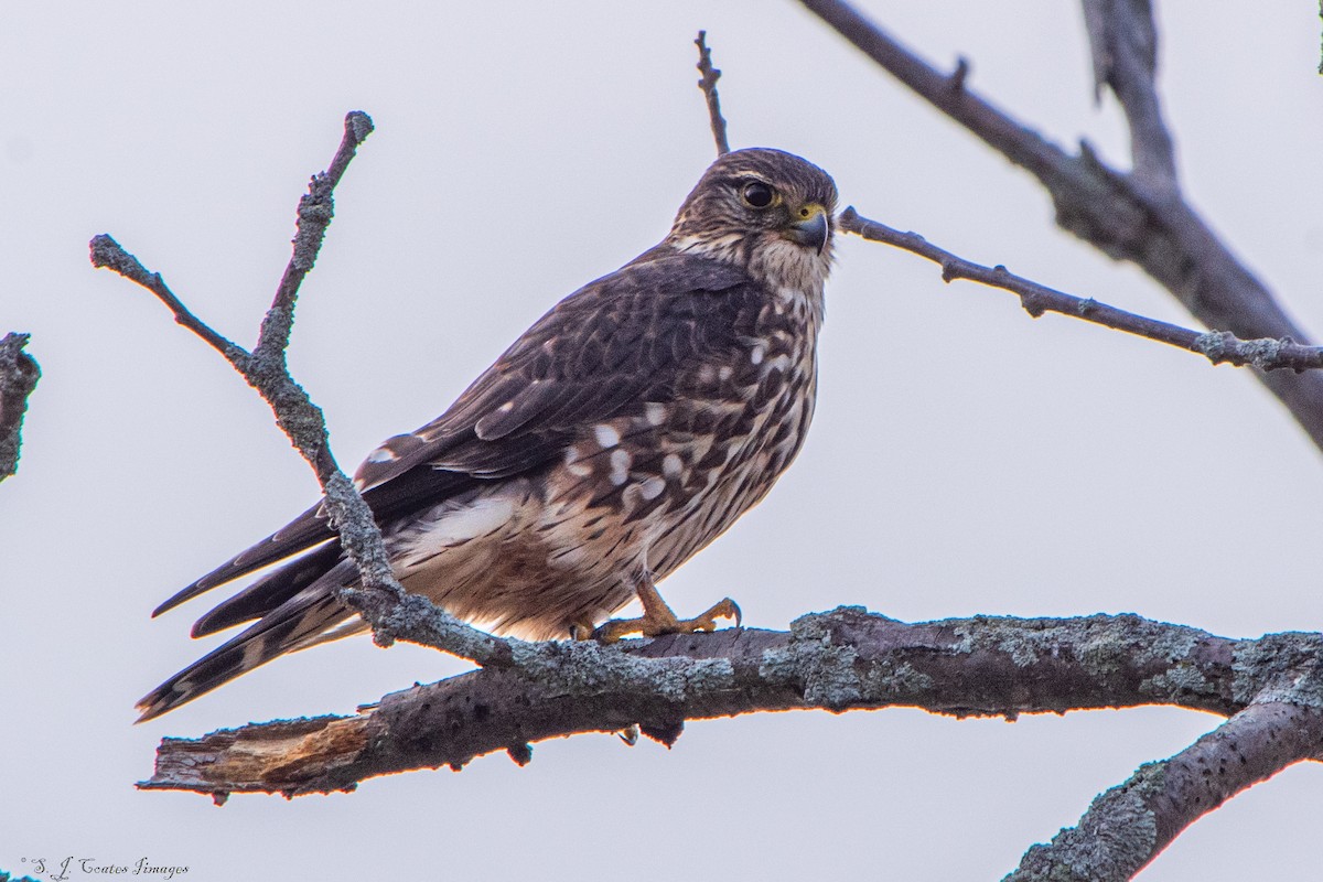 Belatz txikia - ML644514843