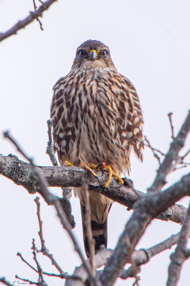 Belatz txikia - ML644514844