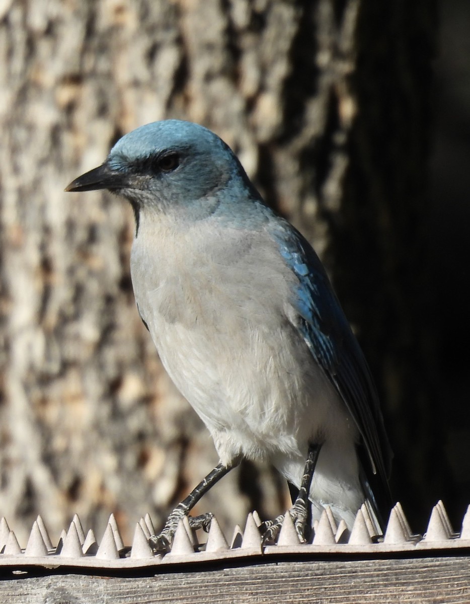Mexican Jay - ML644514849