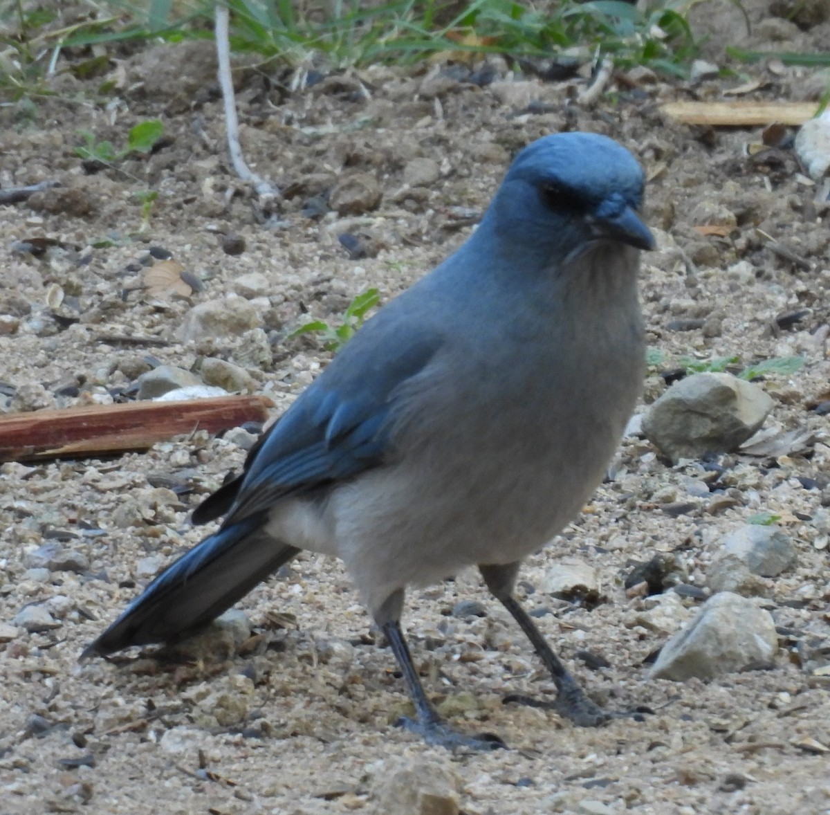 Mexican Jay - ML644514850