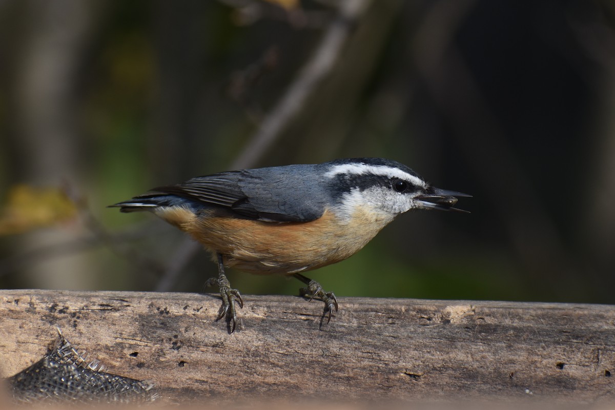 Garrapo kanadarra - ML644514852