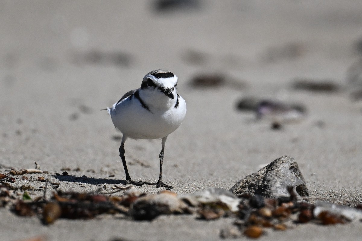 Snowy Plover - ML644514853