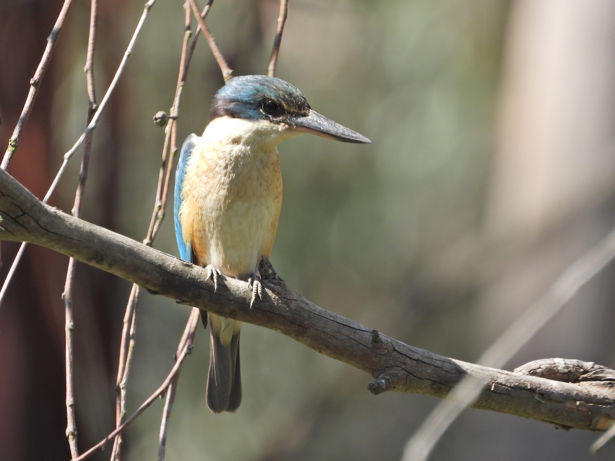 Sacred Kingfisher (Australasian) - ML644514854