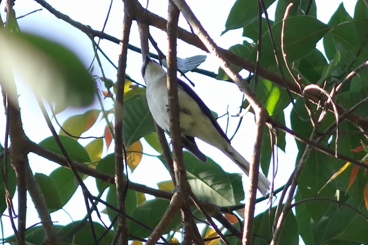 Brown-rumped Minivet - ML644514855