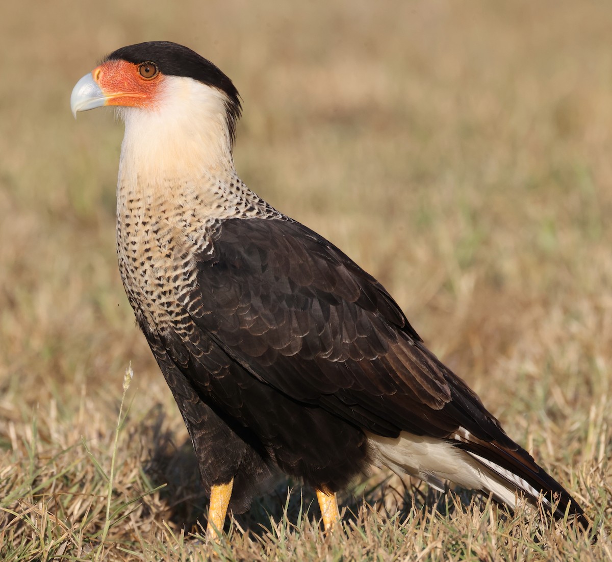 Crested Caracara - ML644514858