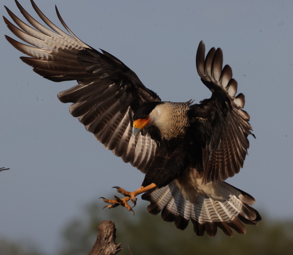 Crested Caracara - ML644514859