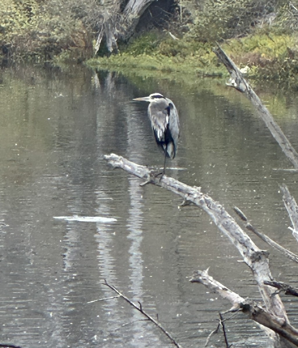 Great Blue Heron (Great Blue) - ML644514860