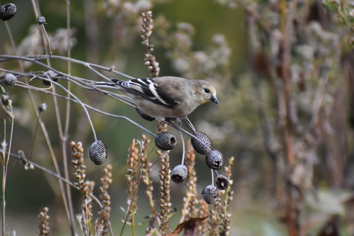 American Goldfinch - ML644514861