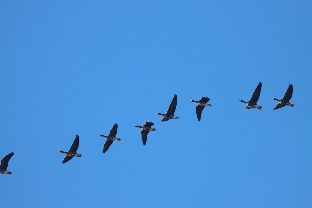 Antzara muturzuria - ML644514862