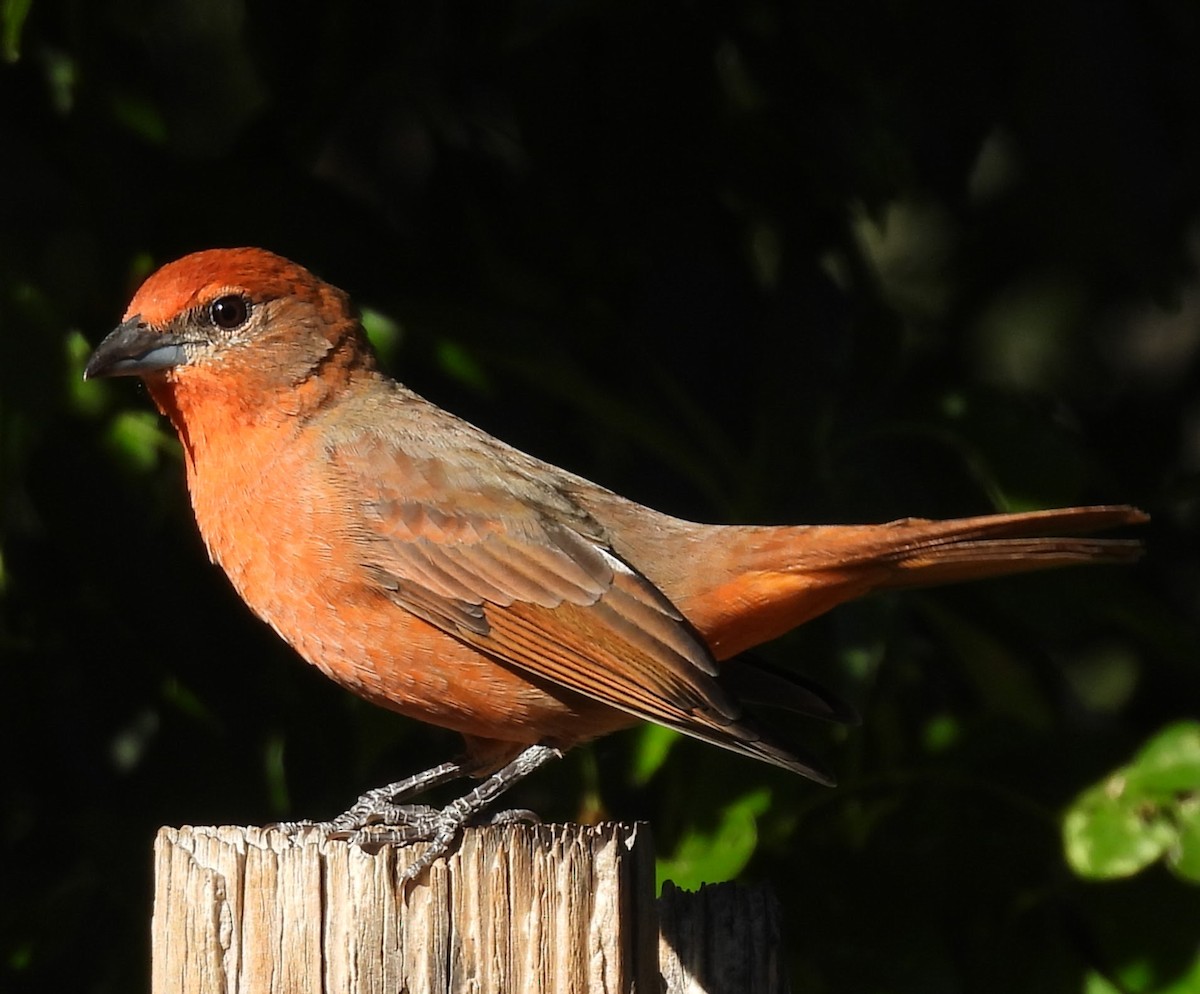 Hepatic Tanager - ML644514863
