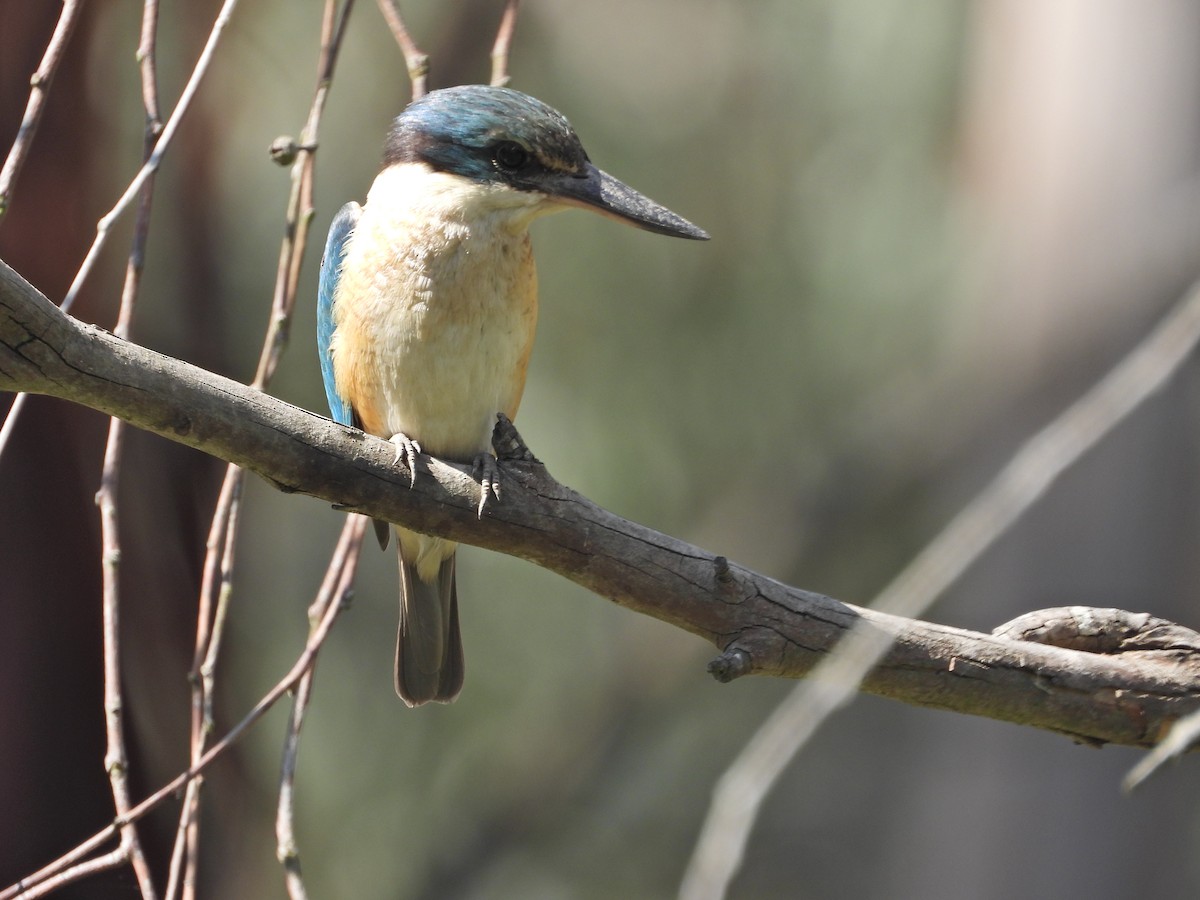 Sacred Kingfisher (Australasian) - ML644514864
