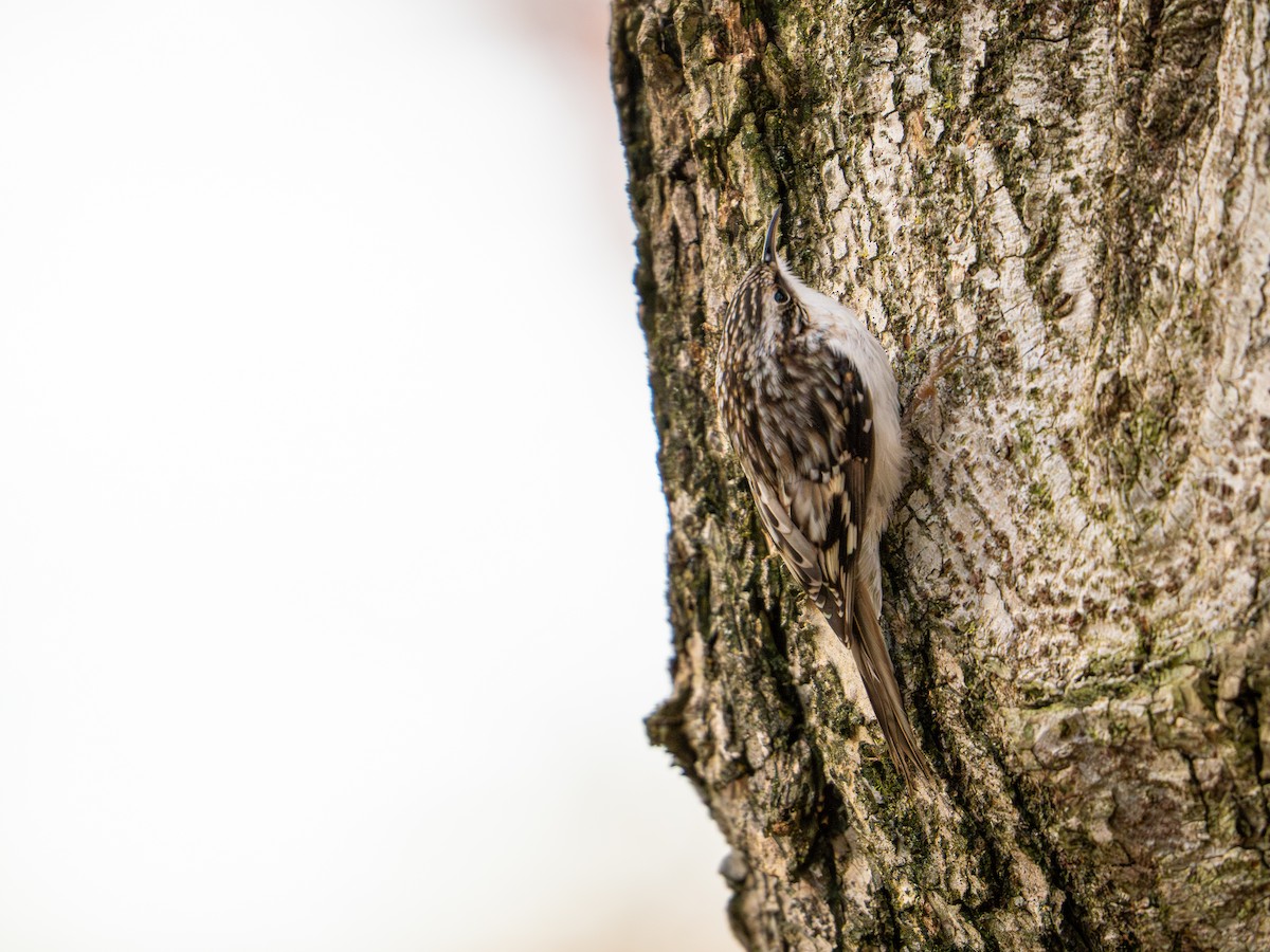 Gerri-txori amerikarra - ML644514867