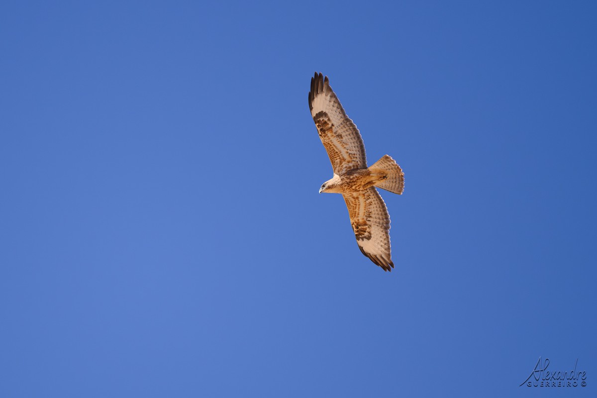 Long-legged Buzzard - ML644514877