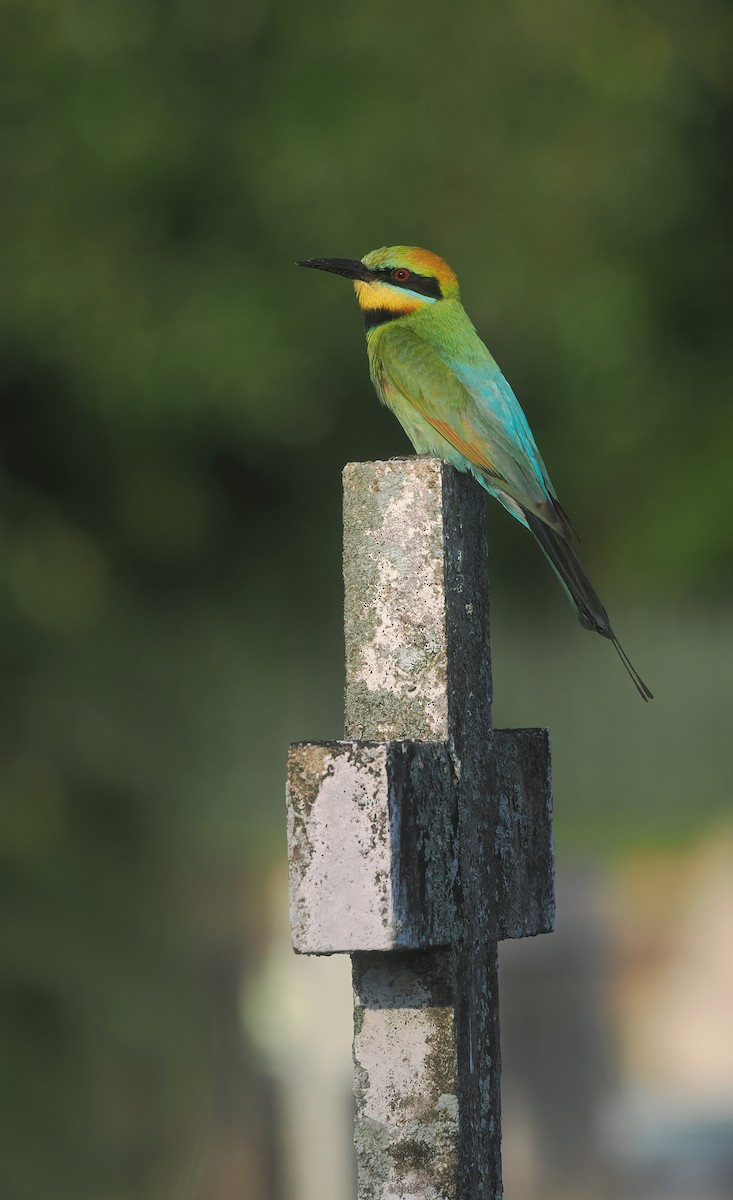 regnbuebieter - ML644514880