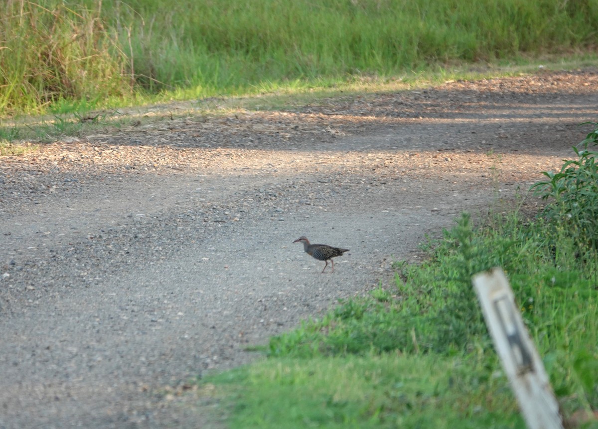Buff-banded Rail - Greg Clancy