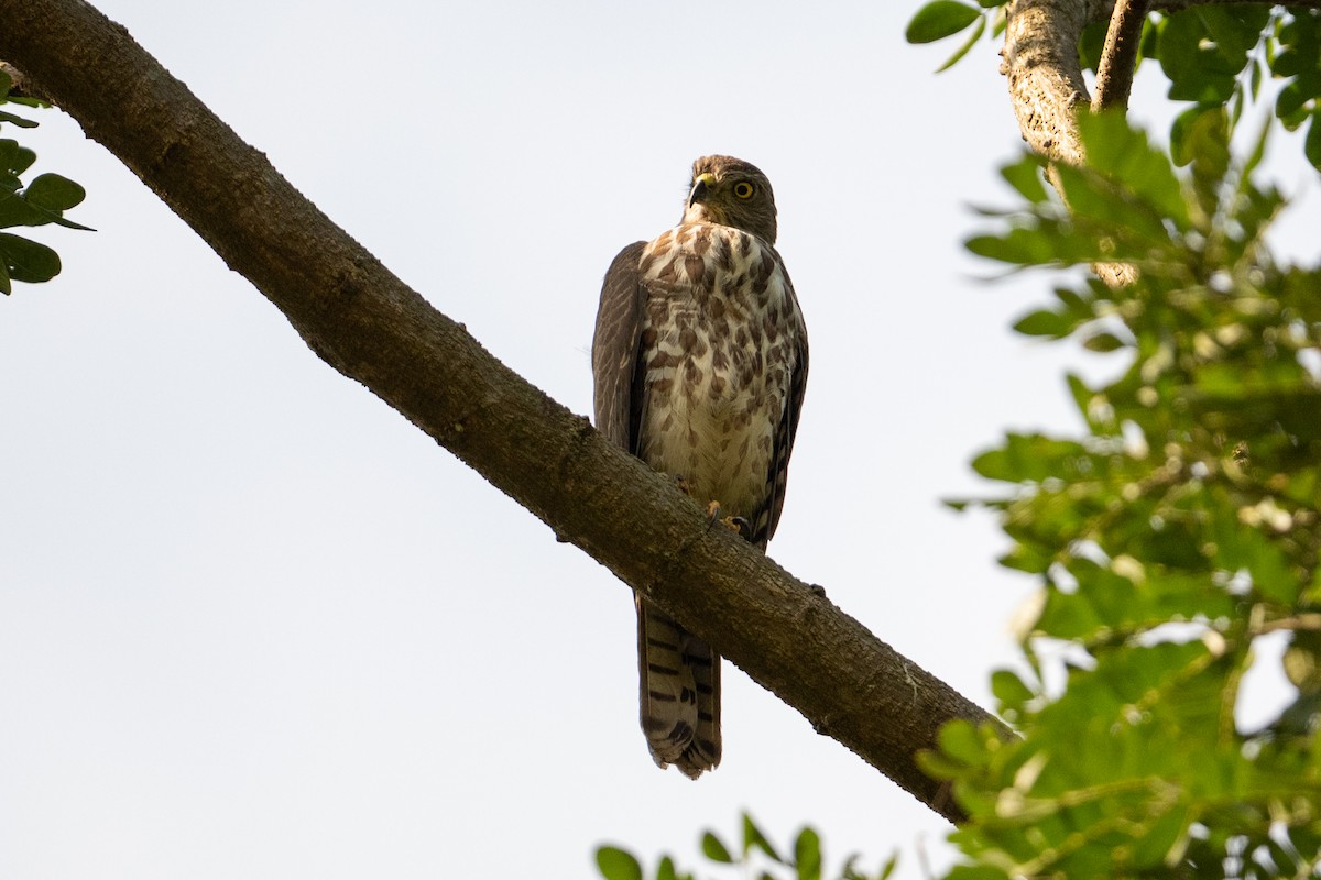 Үүрсээ харцага - ML644514895