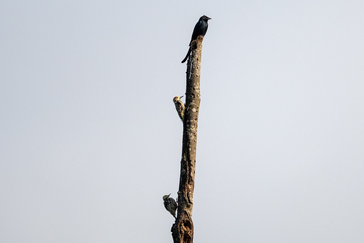 ildkronespett - ML644514899