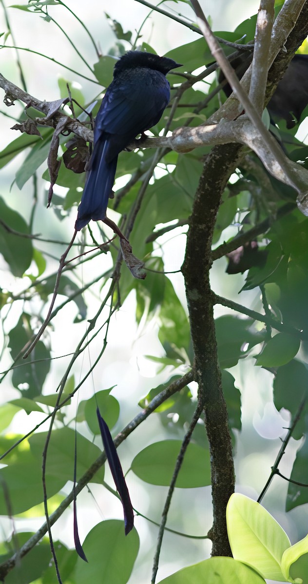 Lesser Racket-tailed Drongo - ML644514904