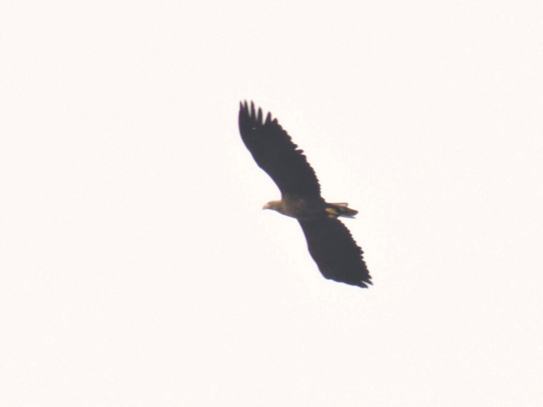 White-tailed Eagle - ML644514909