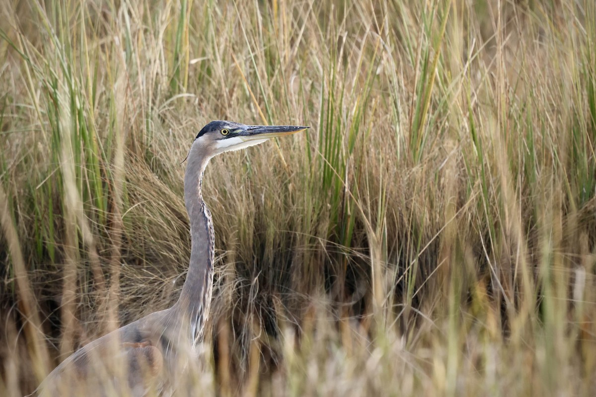 herodiashegre - ML644514910