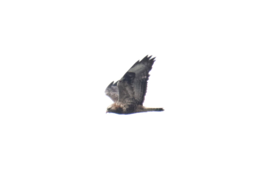 Rough-legged Hawk - ML644514912