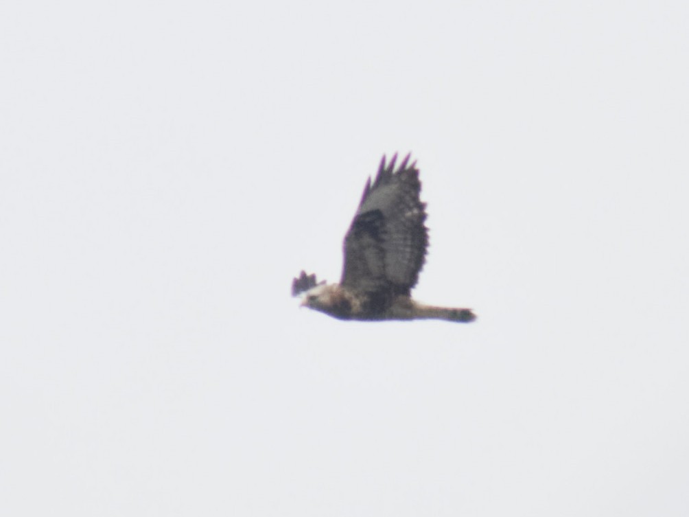 Rough-legged Hawk - ML644514914